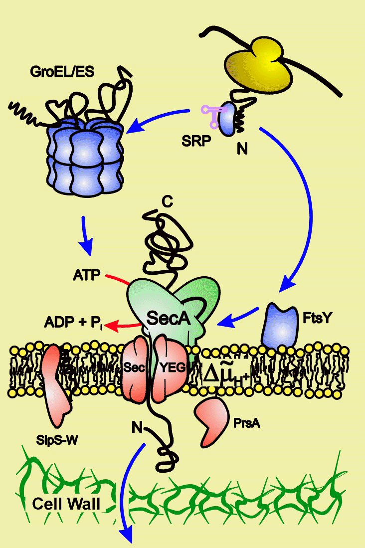 The Bacillus Subtilis Secretion Pathway