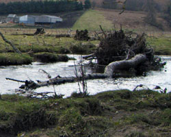 Large woody debris on the river coquet