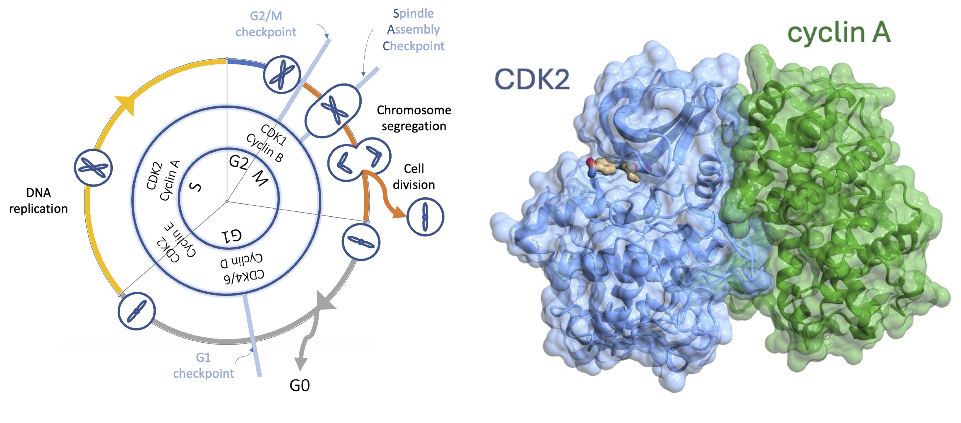 The cell cycle and an example of the CDK proteins that control it