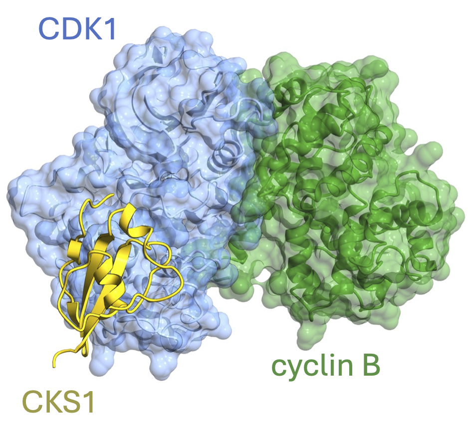 CDK1 structures reveal conserved and unique features of the essential cell cycle CDK