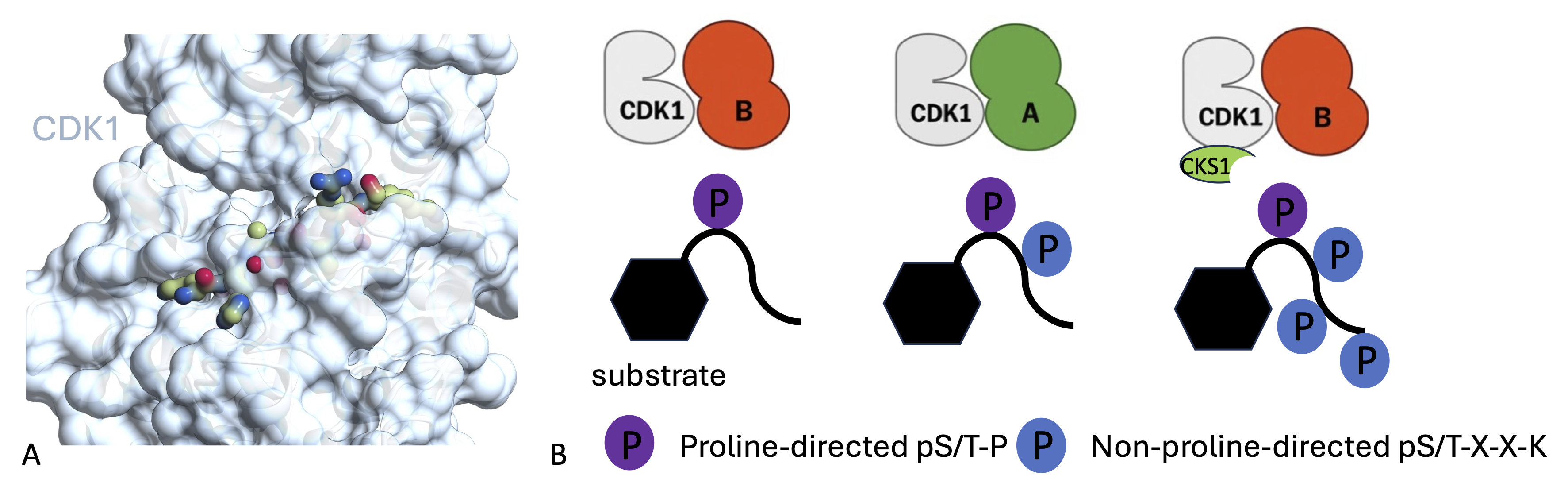 CDK1 structures reveal conserved and unique features of the essential cell cycle CDK