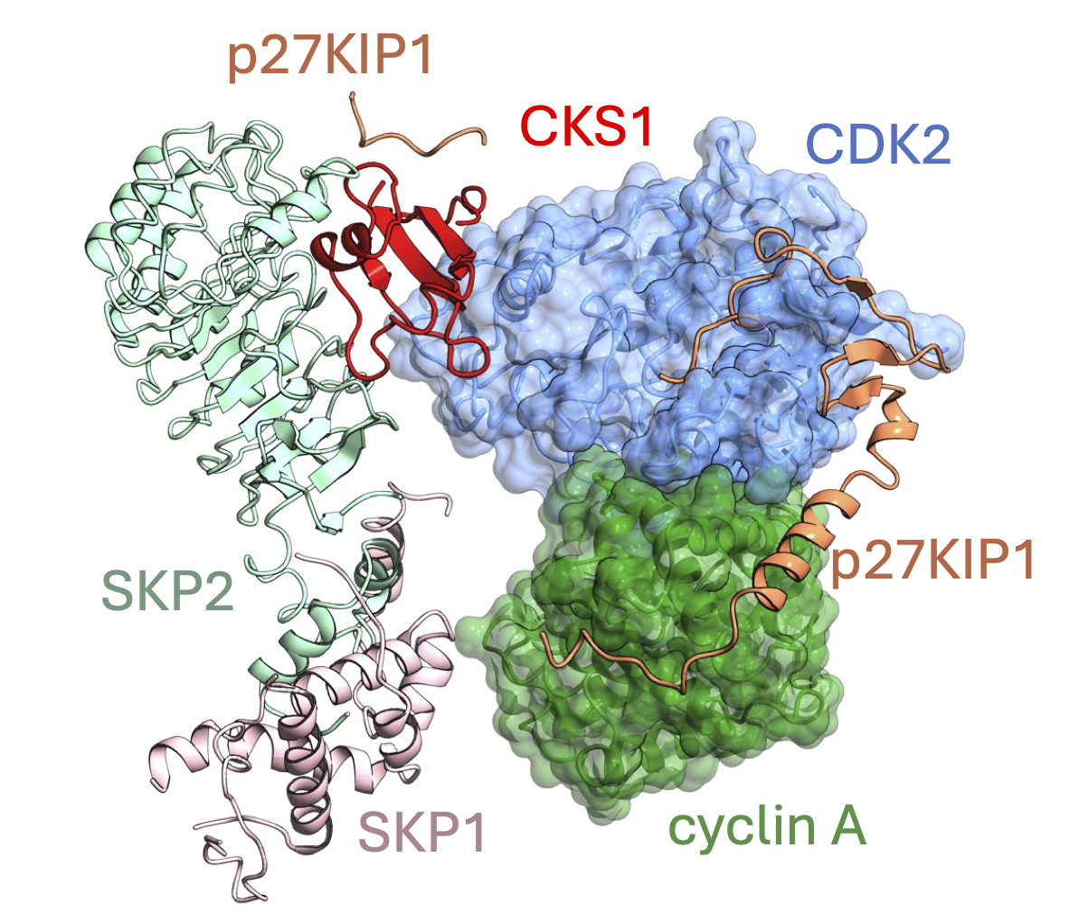 Integration of CDK2-cyclin A into complexes to regulate function