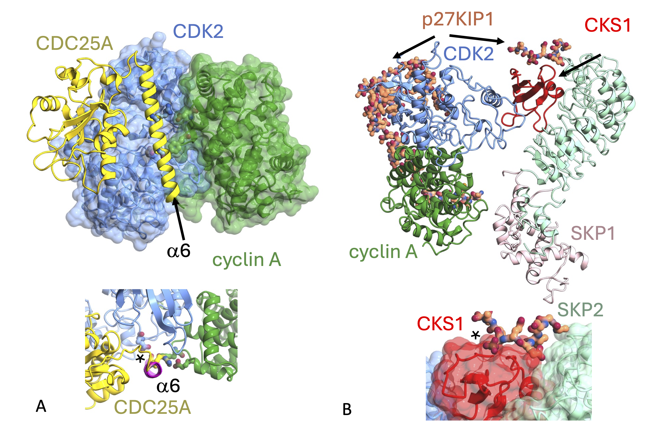 Integration of CDK2-cyclin A into complexes to regulate function