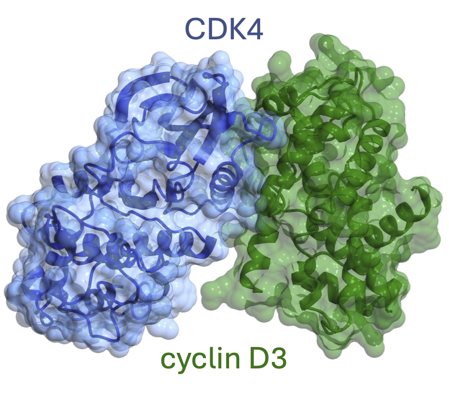 The structure of CDK4-cyclin D3 has implications for models of CDK activation