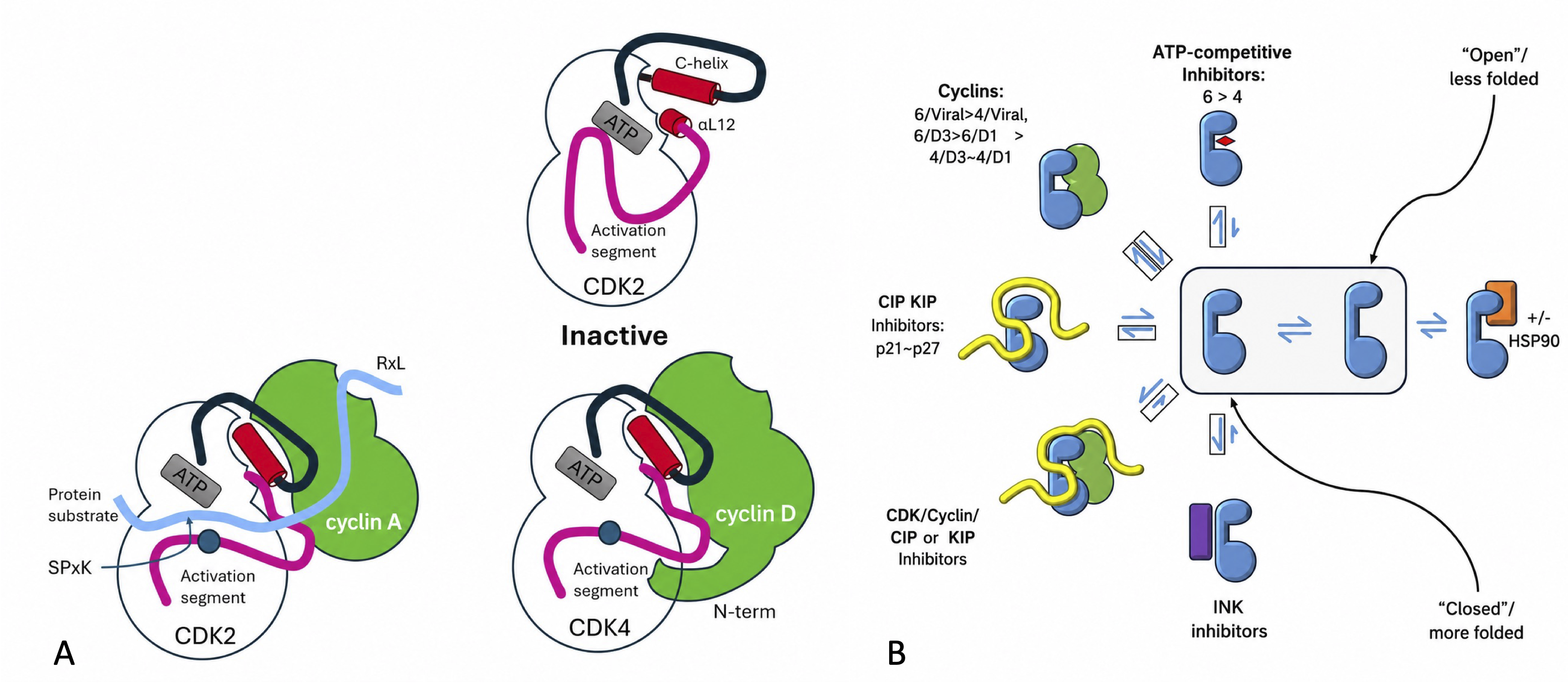 The structure of CDK4-cyclin D3 has implications for models of CDK activation