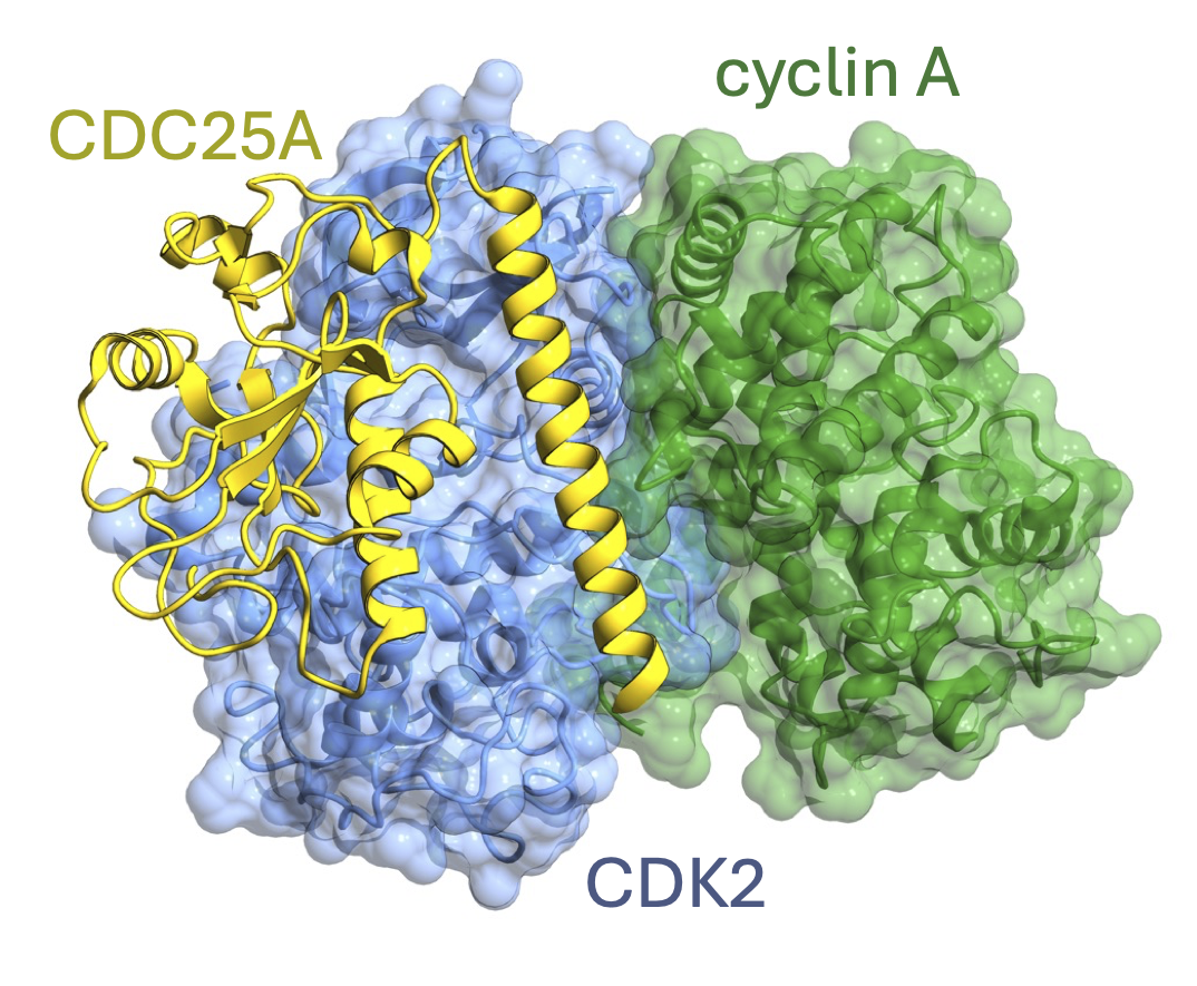 CDK structure and function