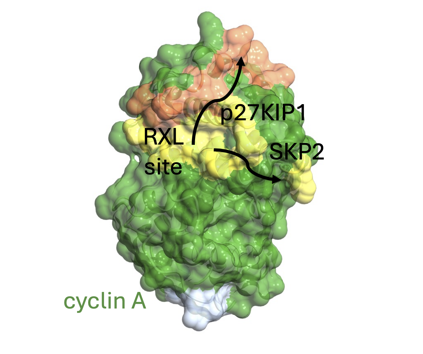 SKP2: Discriminative SKP2 interactions with CDK-cyclin complexes support a cyclin A-specific role in p27KIP1 degradation