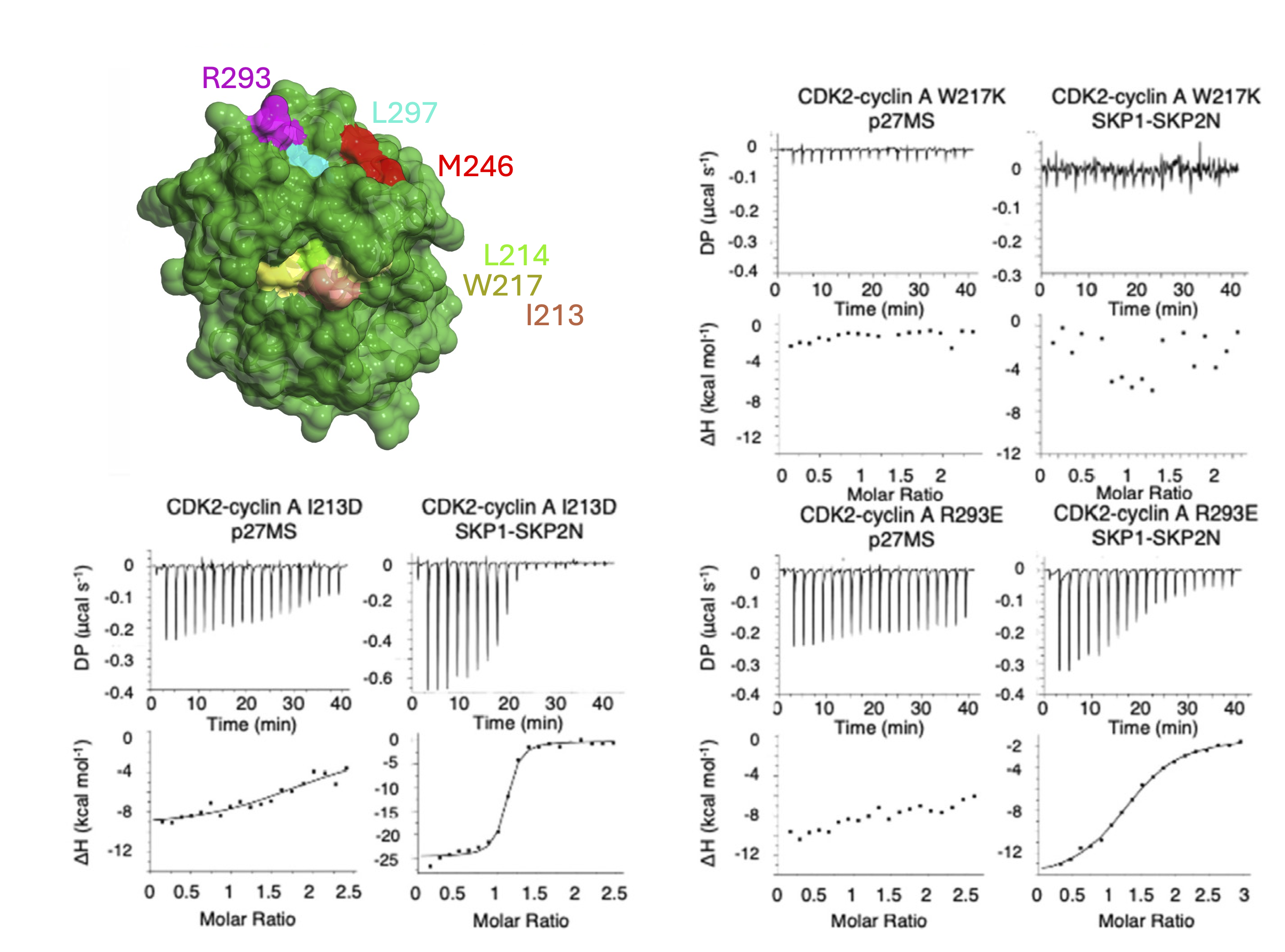 SKP2: Discriminative SKP2 interactions with CDK-cyclin complexes support a cyclin A-specific role in p27KIP1 degradation