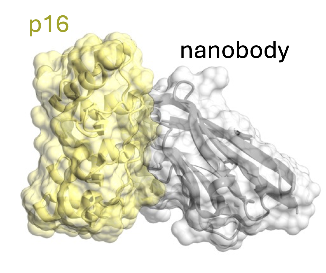 Nanobodies restore stability to cancer-associated mutants of tumour suppressor protein p16INK4a