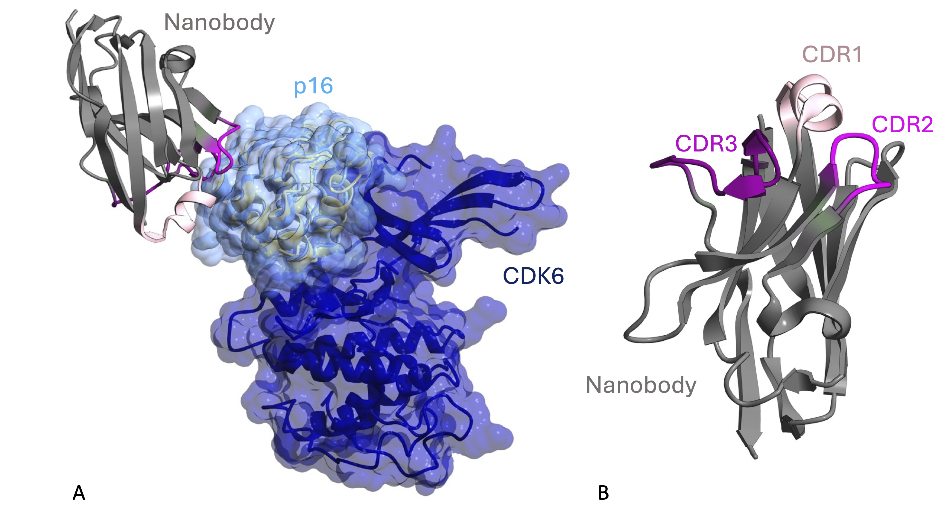 Nanobodies restore stability to cancer-associated mutants of tumour suppressor protein p16INK4a
