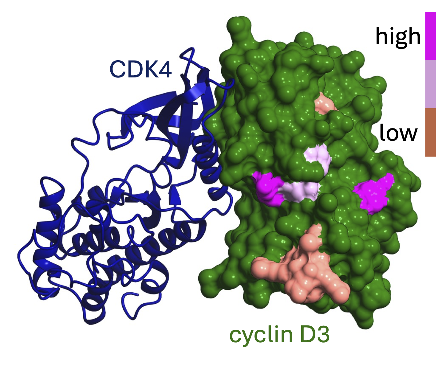 Structural requirements for the specific binding of CRABP2 to cyclin D3