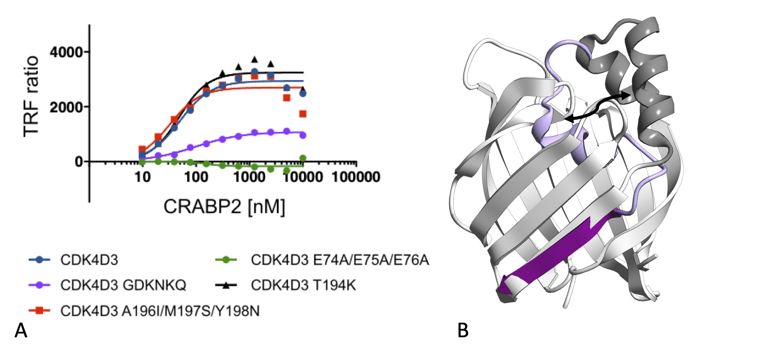 Structural requirements for the specific binding of CRABP2 to cyclin D3