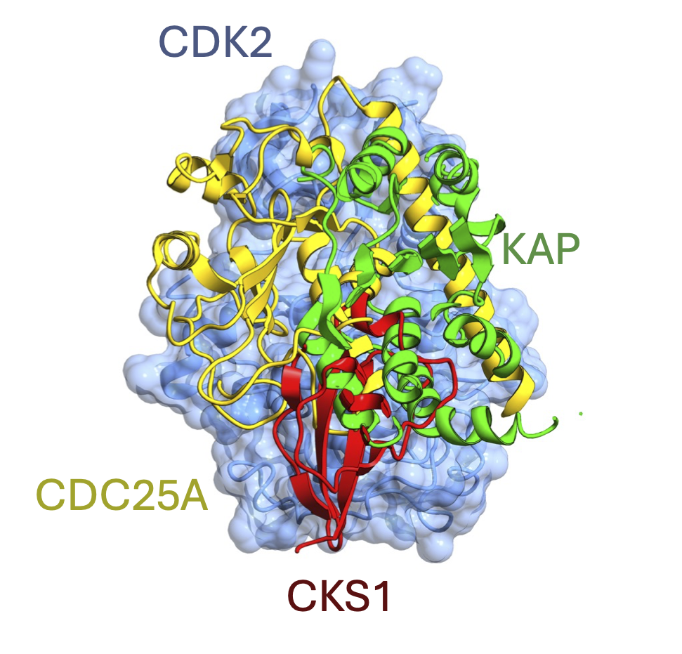 CDK regulation