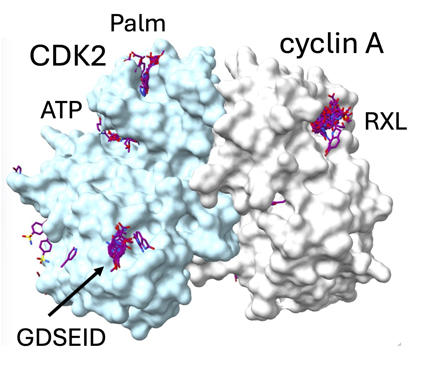 Crystallographic fragment screening of CDK2-cyclin A