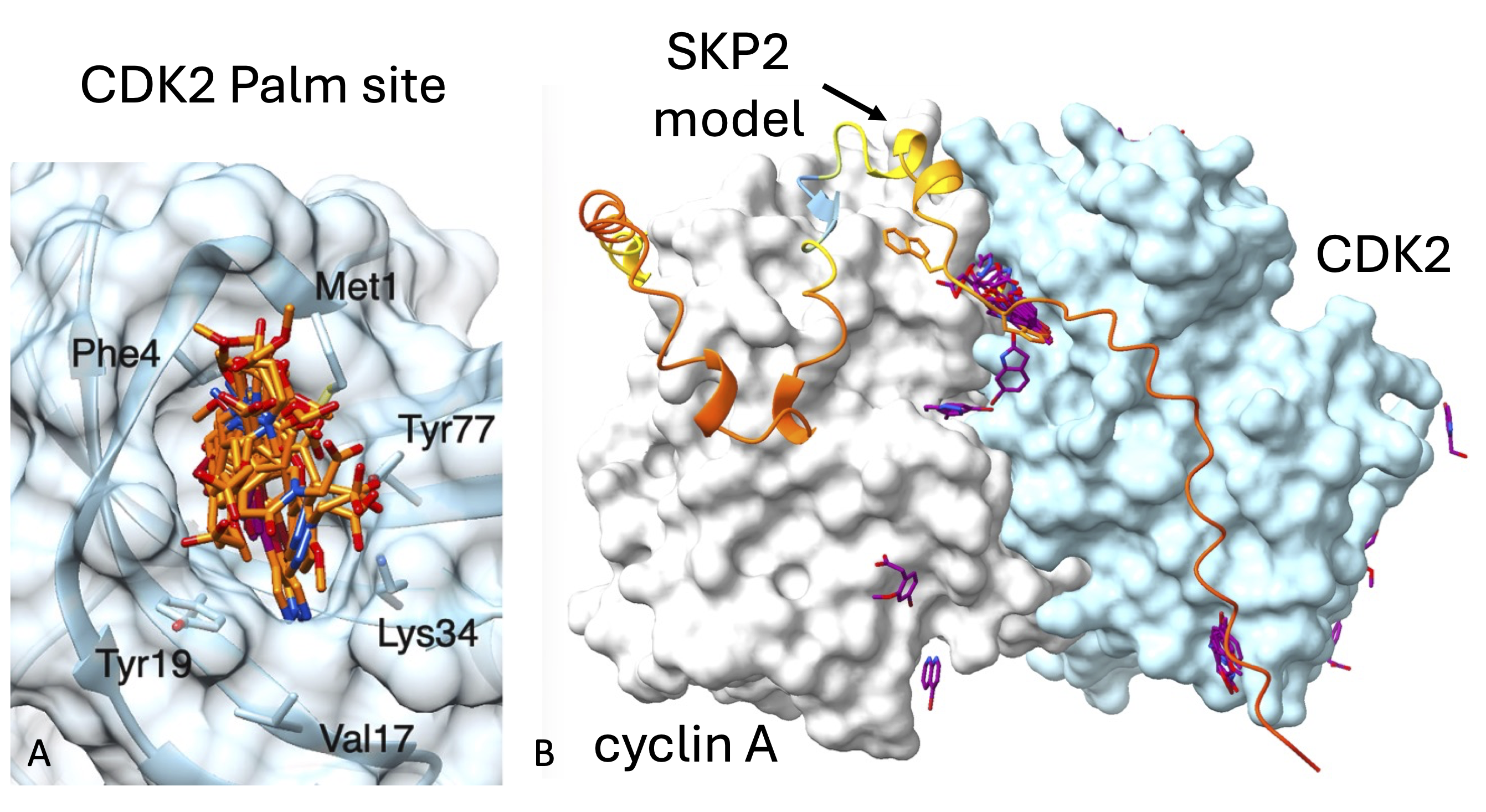 Crystallographic fragment screening of CDK2-cyclin A