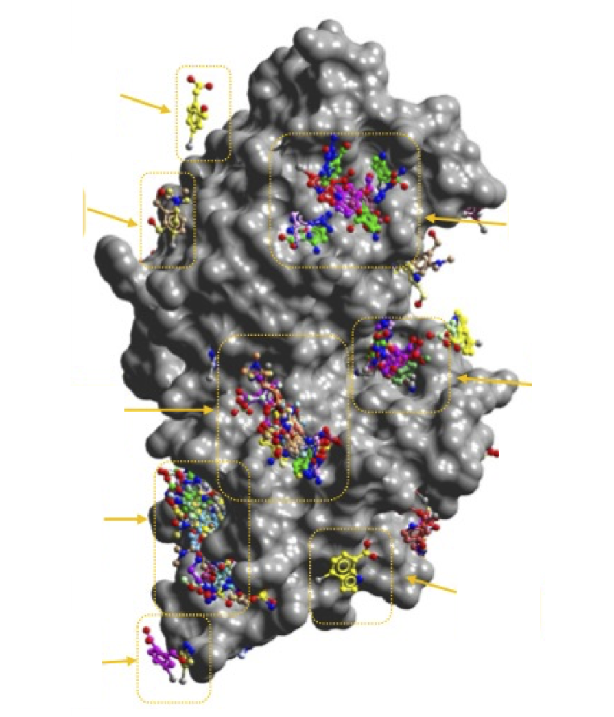 Crystallographic fragment screening of cyclin T