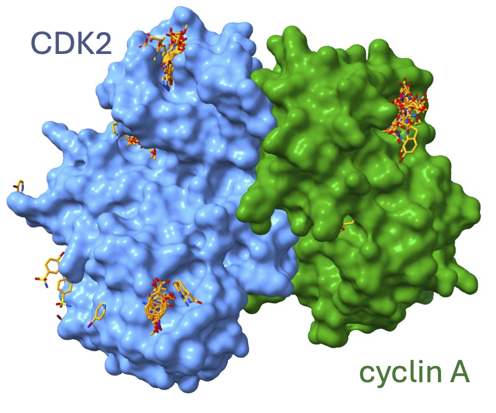 Mapping CDK-cyclin interactions