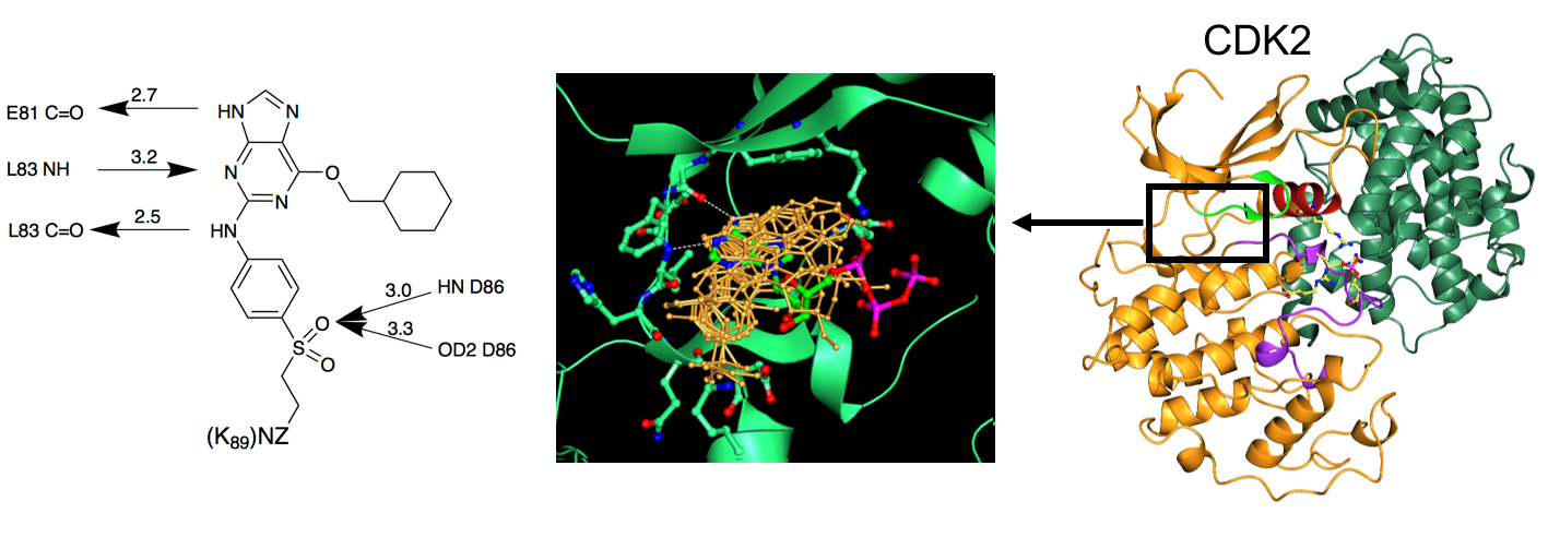 Development of CDK2 inhibitors | Cell Cycle Structural Biology ...