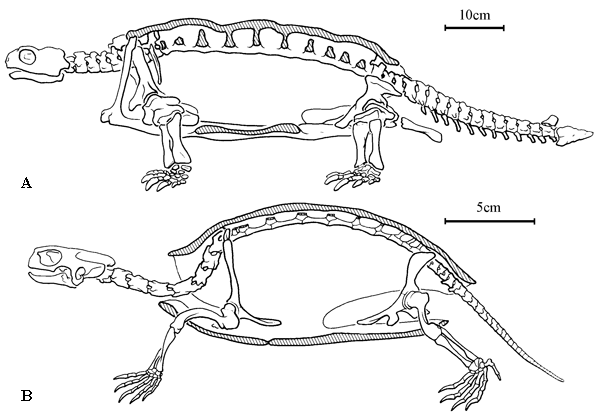 Скелет черепахи схема