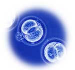 Stylized blastocyst